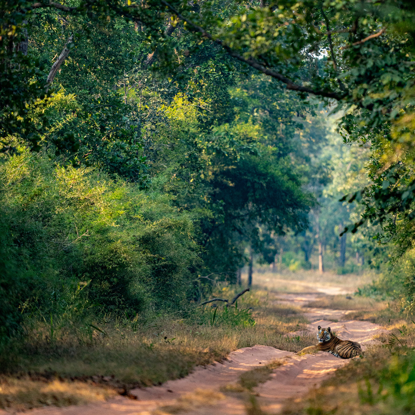 Tiger | Ameliya Safari