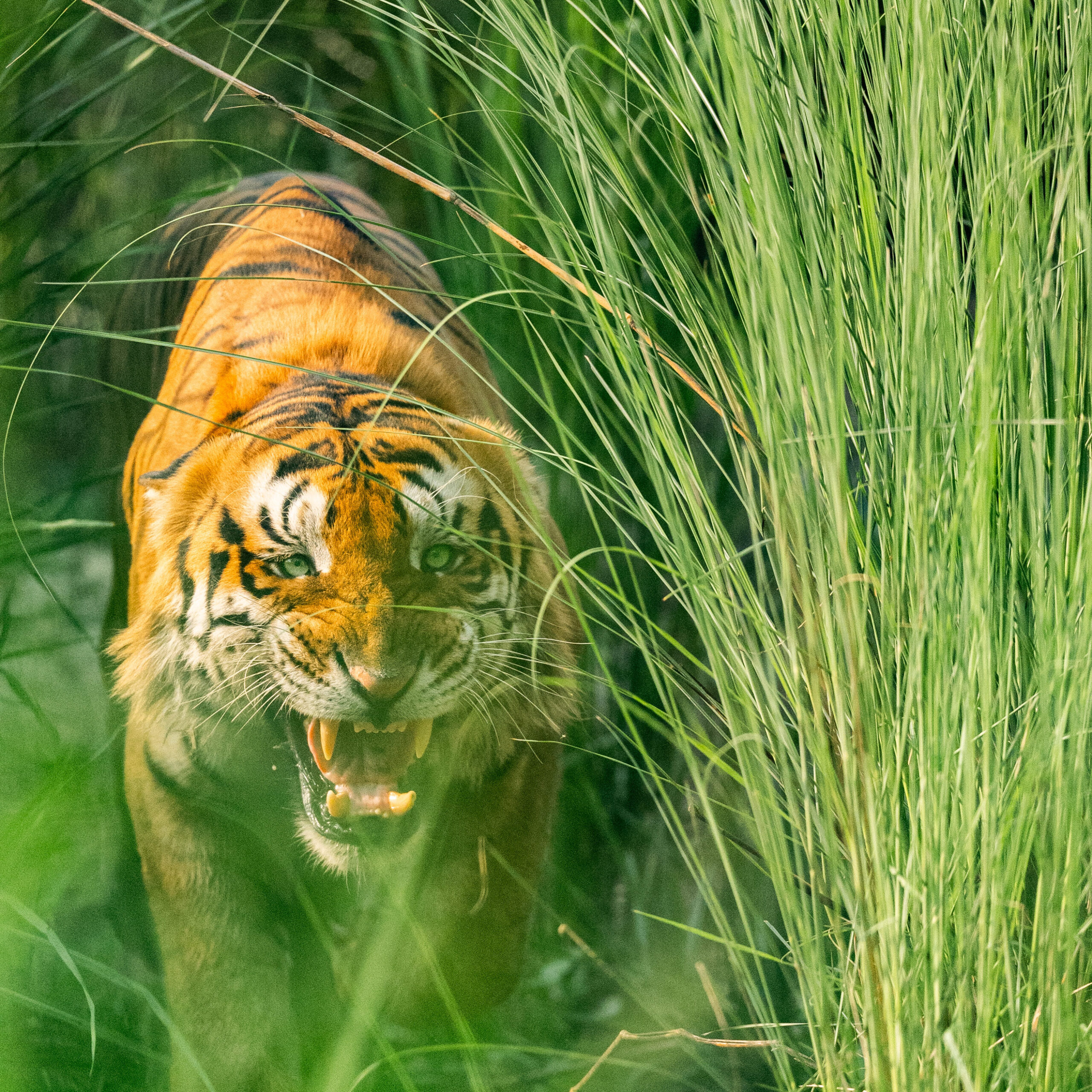 Dudhwa tarai tiger, best places to see tigers in india