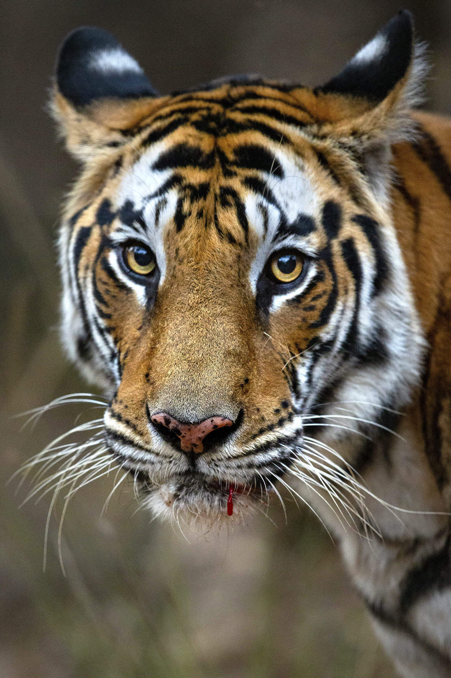 Portrait of Solo the Tiger Queen after the big fight that left her chest ripped