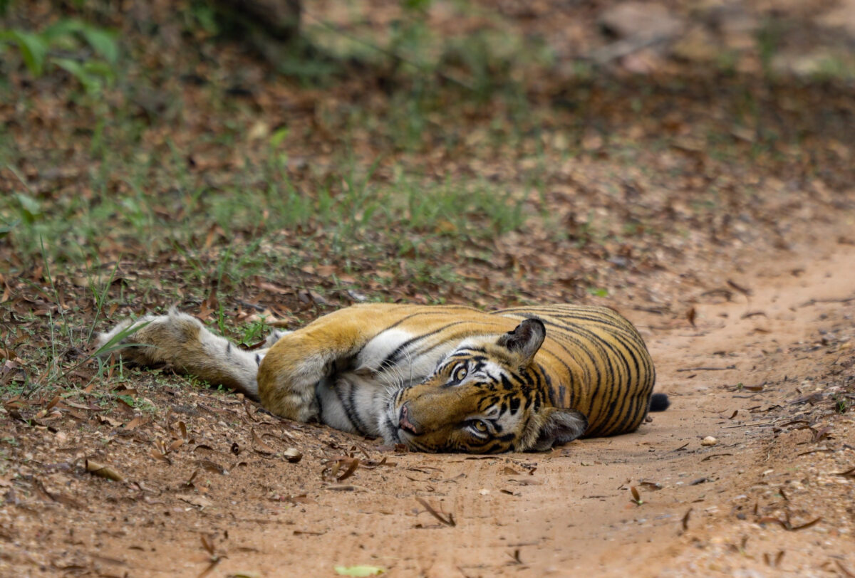Tiger