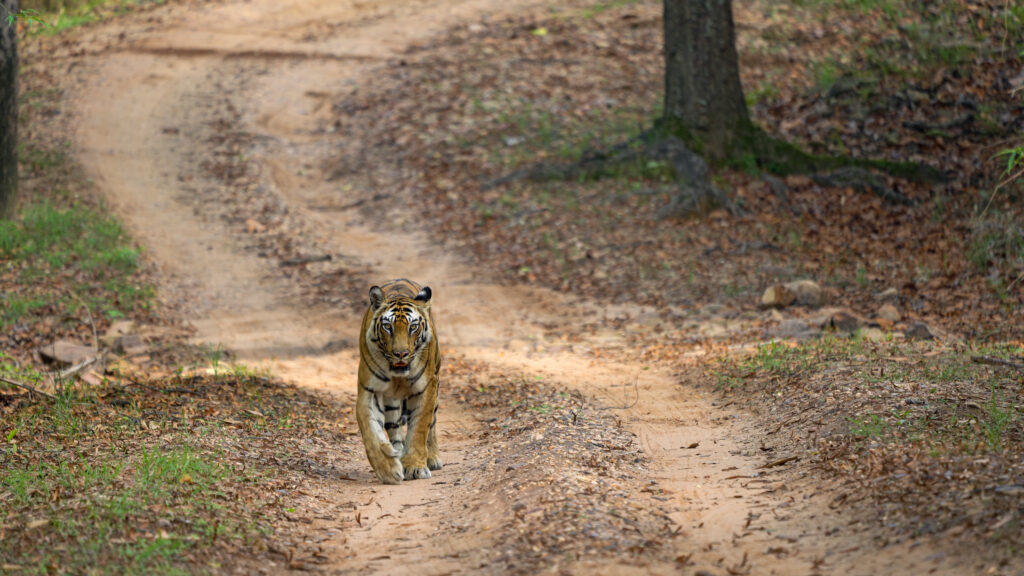 Solo: The Tiger Queen - walking her path- Ameliya safaris