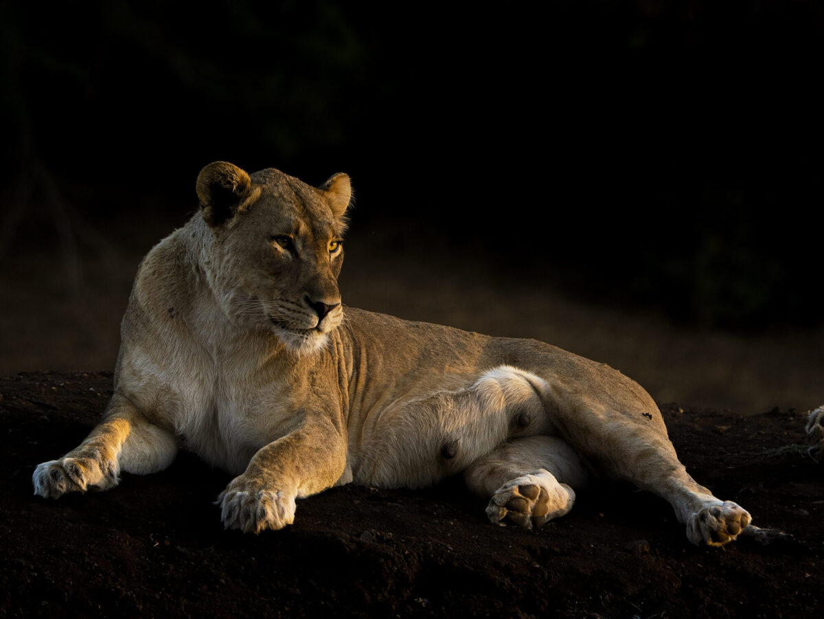 Lioness in Africa | Ameliya Safaris