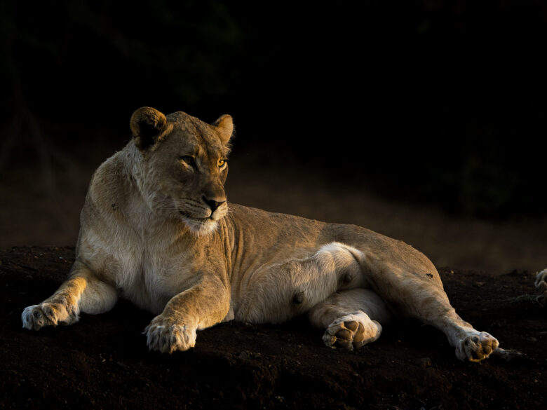 Lioness in Africa | Ameliya Safaris