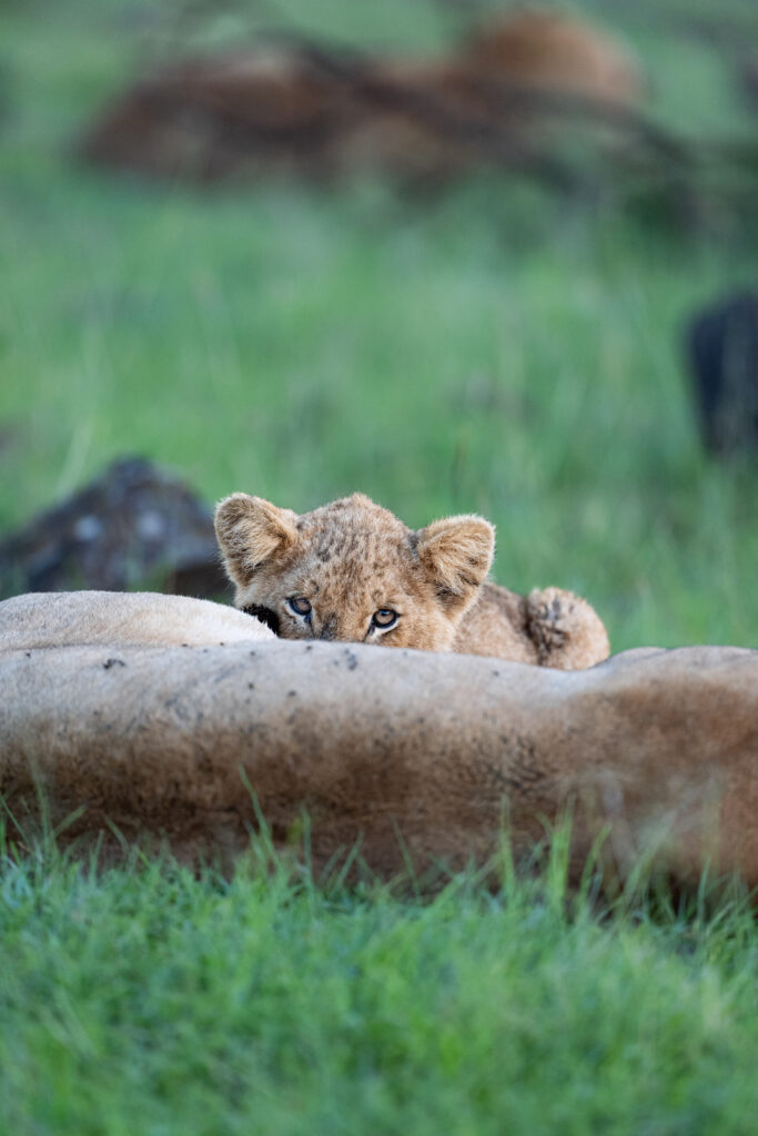 lion cub feeding from it's mother