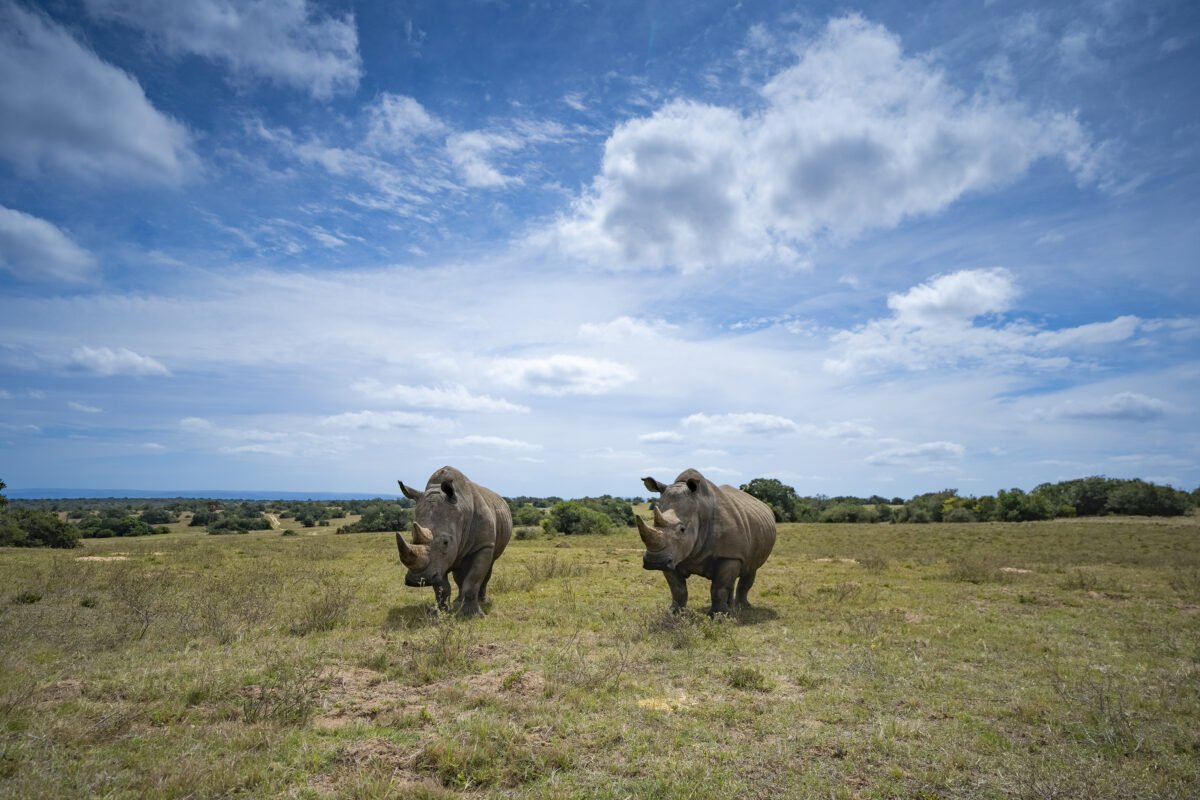 The Poached Rhino pair of Schotia | Ameliya Safaris