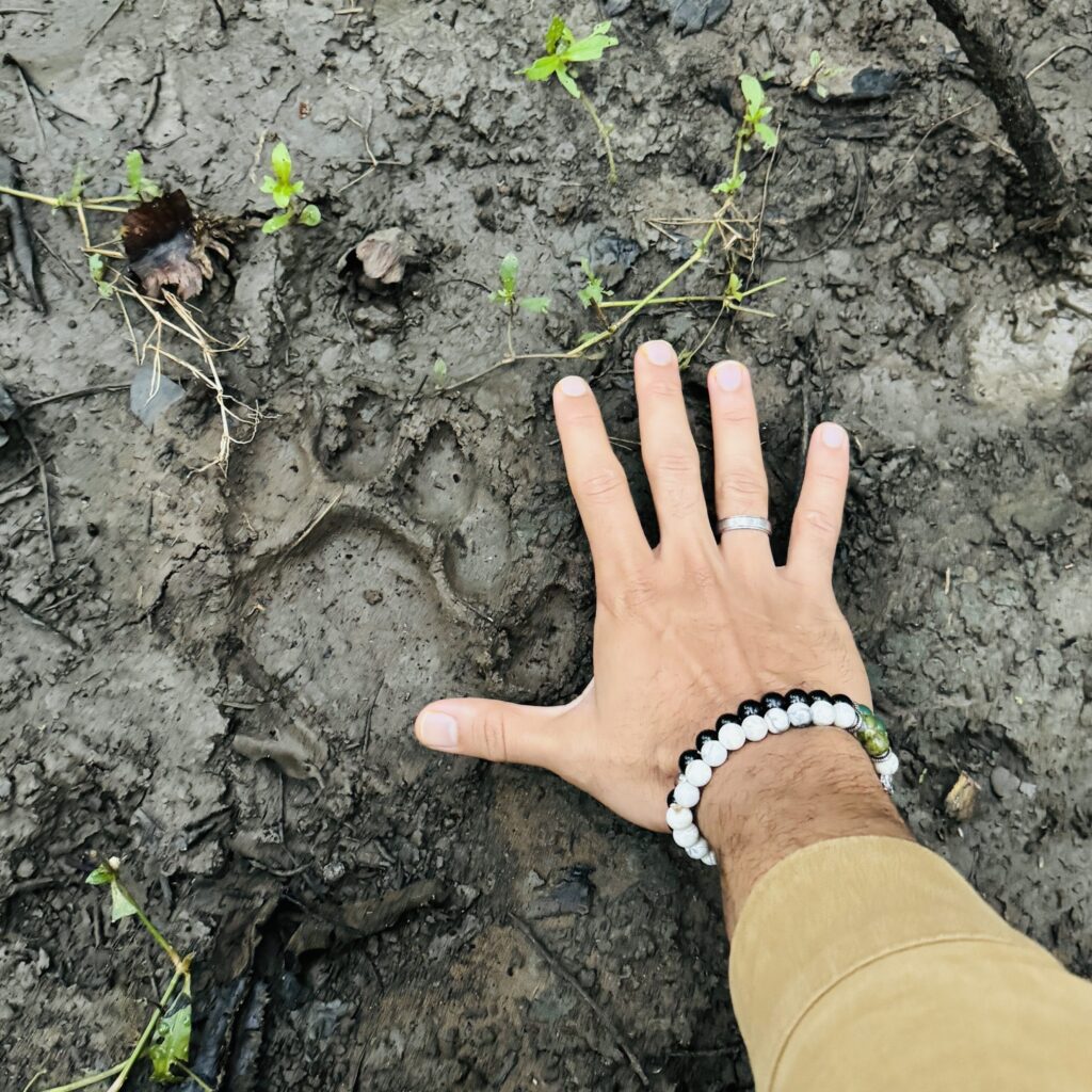 Pugmark tracking