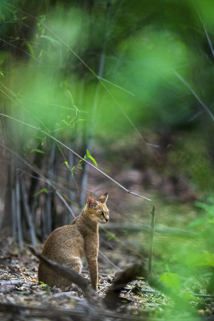 Jungle Cat | Ameliya Safaris