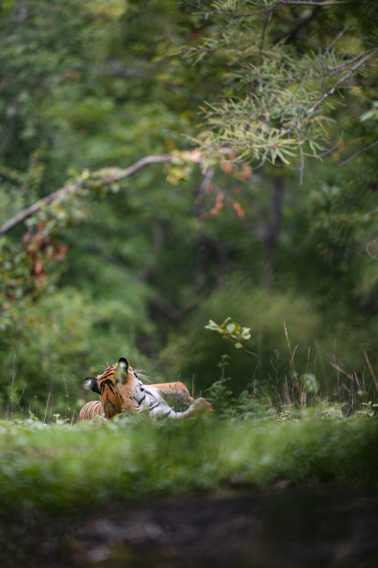 tiger conservation panna national park