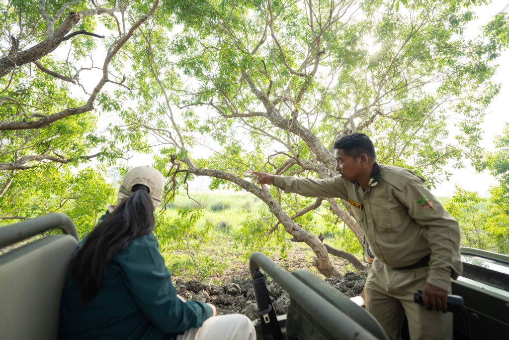 jeep, guided dudhwa tiger safari