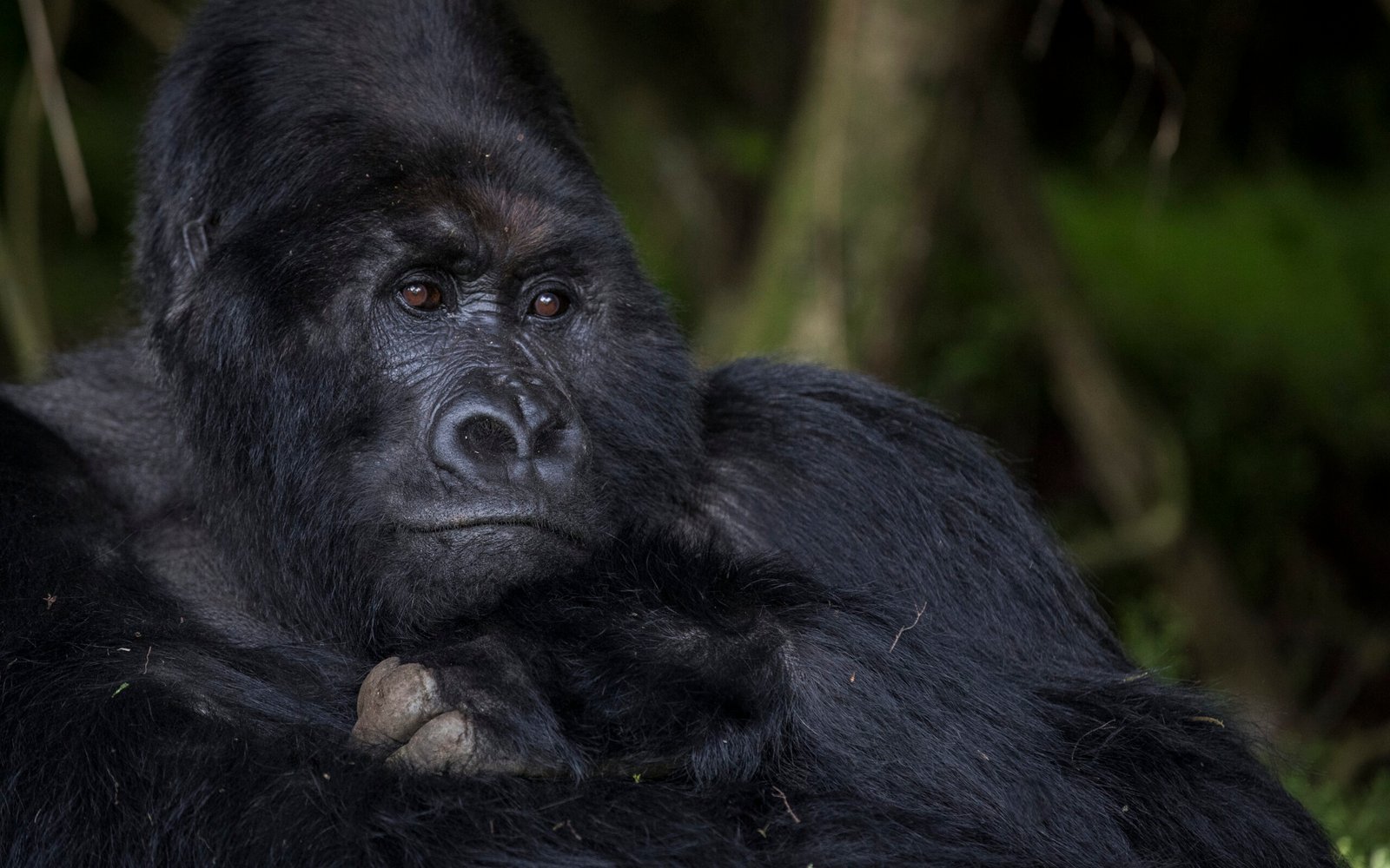 best safaris destination in africa