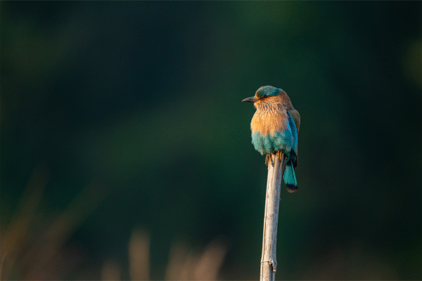 Bird Watching