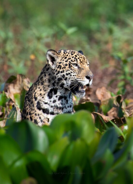 pantanal safari tours