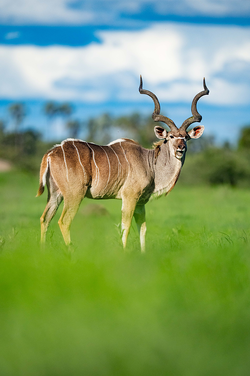 safaris in africa