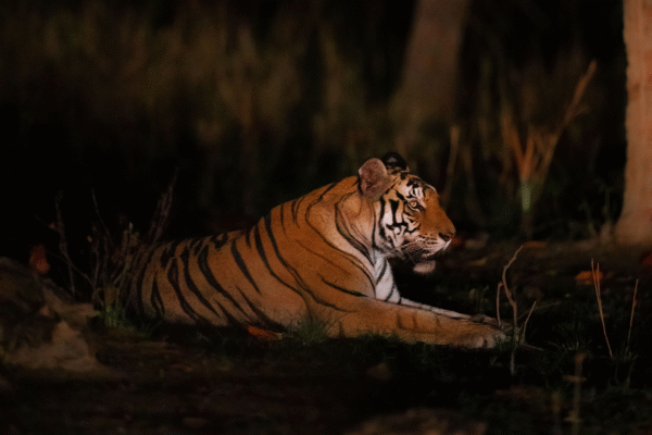 Night tiger safari