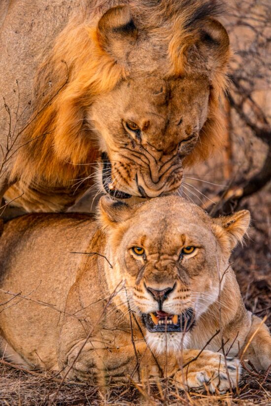 Great migration safari packages