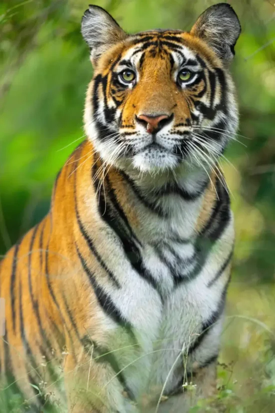 Indian Wildlife | Ameliya Safari itineraries | Tigers and Taj Mahal