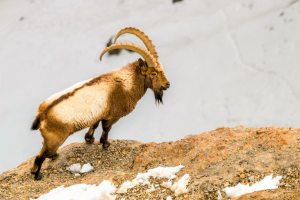 wildlife spotting in himalyas