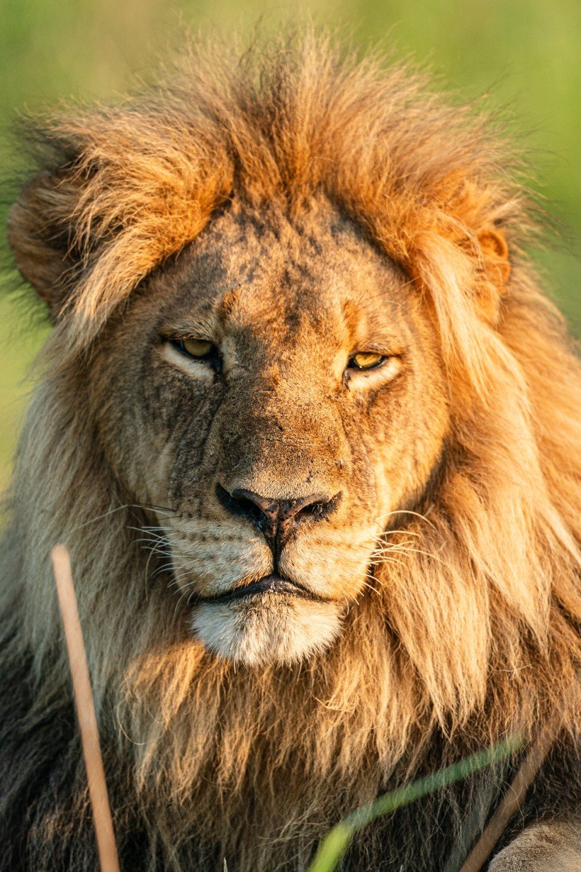african safaris list