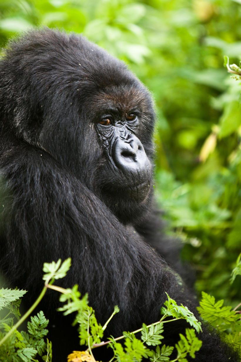 safaris africa