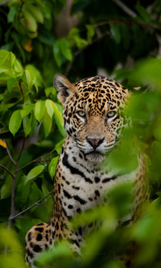 jaguar photo safari