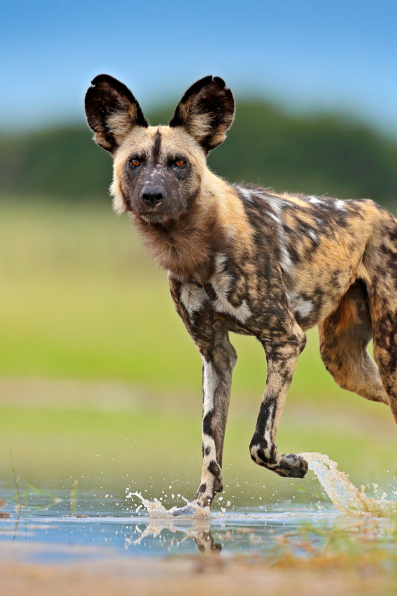 safaris africa list